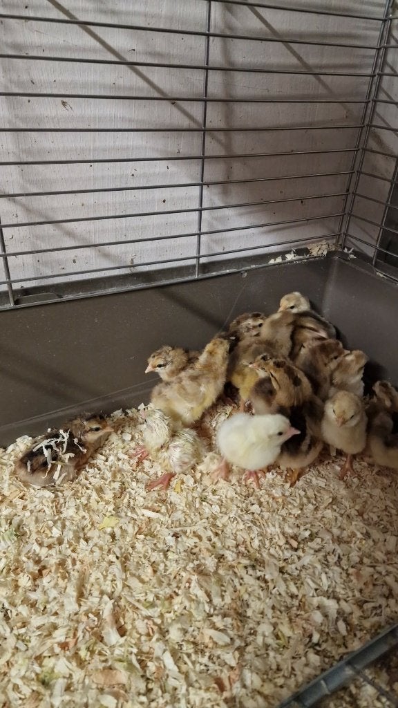 kuikens, Vrouwelijk, Kip