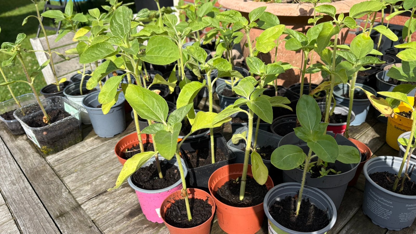 Zonnebloem plantjes, Tuin en Terras, Ophalen