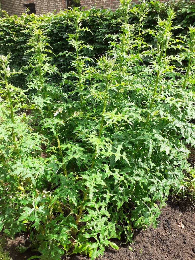 Kogeldistel, Tuin en Terras, Planten | Tuinplanten, Ophalen, Vaste plant, Overige soorten