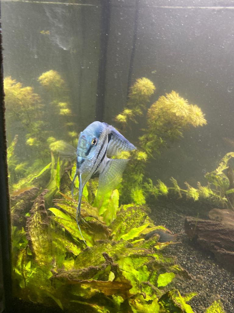 Aquarium vissen over te nemen, Dieren en Toebehoren, Ophalen, Zo goed als nieuw, Overige typen
