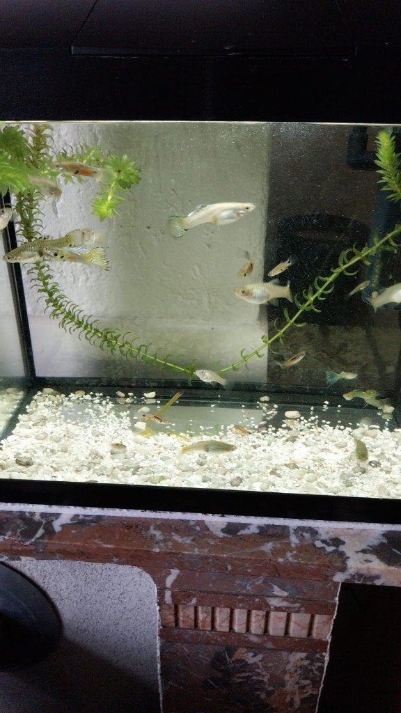 aqarium guppy's, Enlèvement