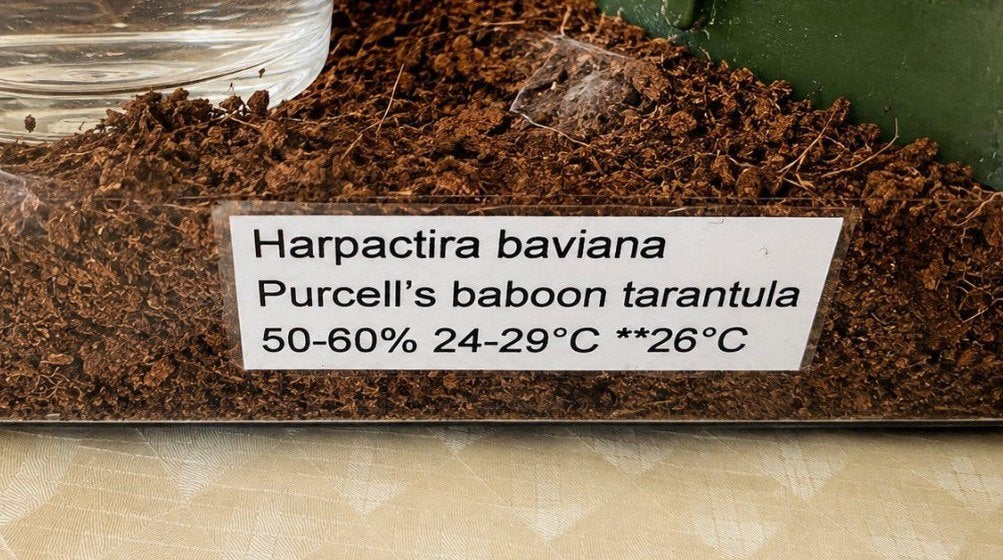 Harpactira baviana (Purcell’s baboon tarantula), Dieren en Toebehoren, Spin of Schorpioen