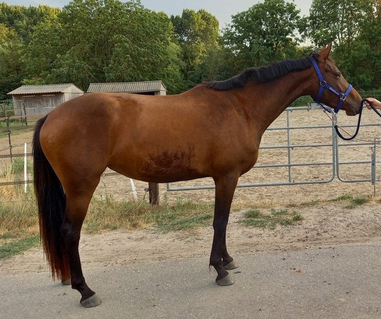 3-jarige KWPN-merrie uit de lijn van Numero Uno!, Dieren en Toebehoren, Merrie, Springpaard, Met stamboom, 3 tot 6 jaar