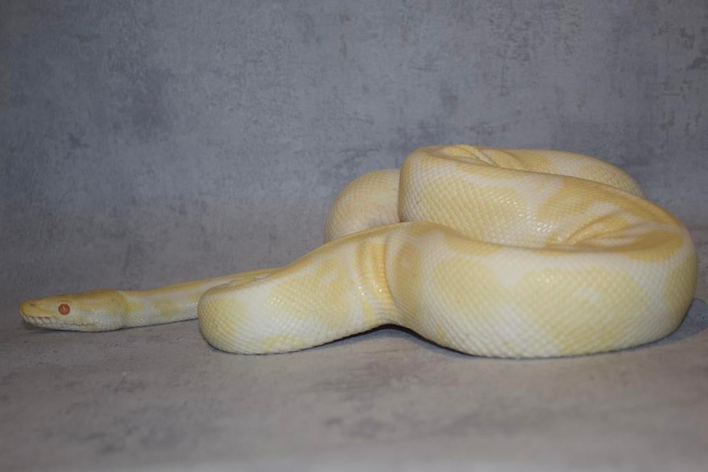 0.1 Albino yellow belly, Serpent, Domestique, 3 à 6 ans