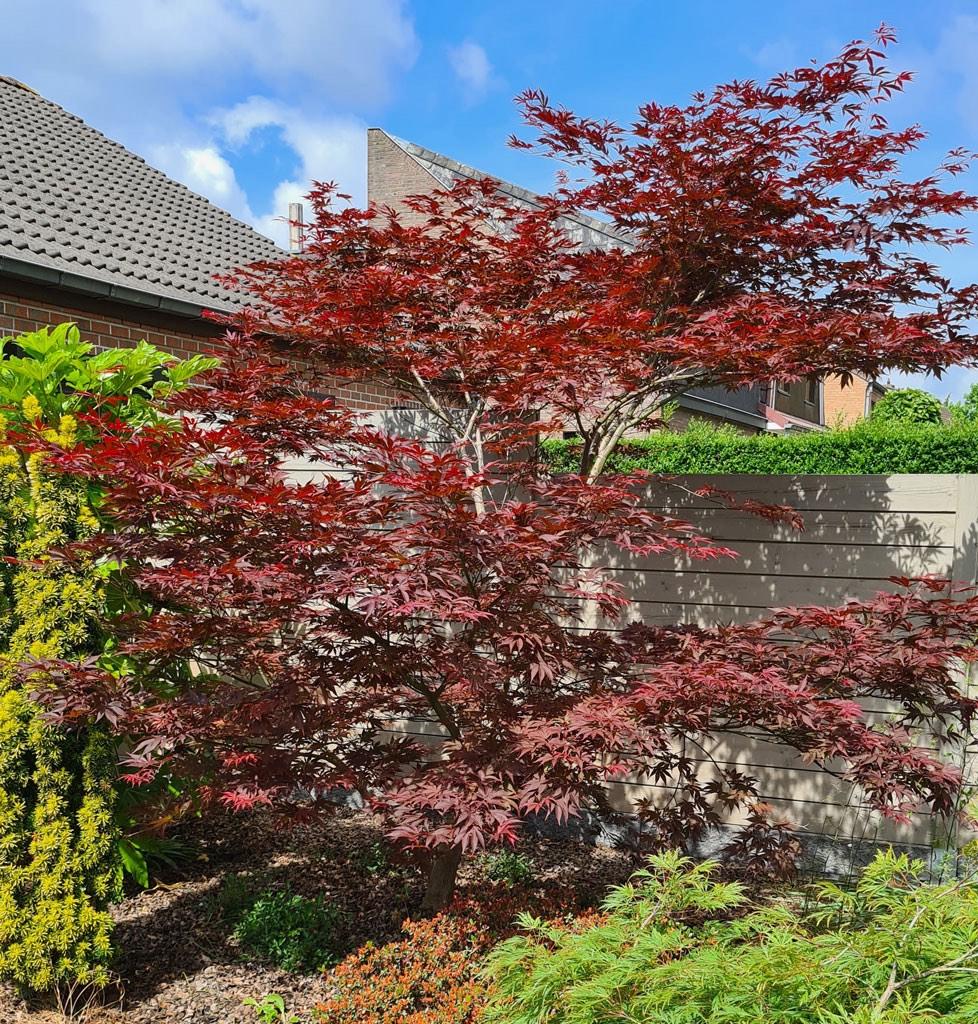 GERESERVEERD! Acer palmatum Atropurpureum-lees info aub!, Enlèvement, Arbuste