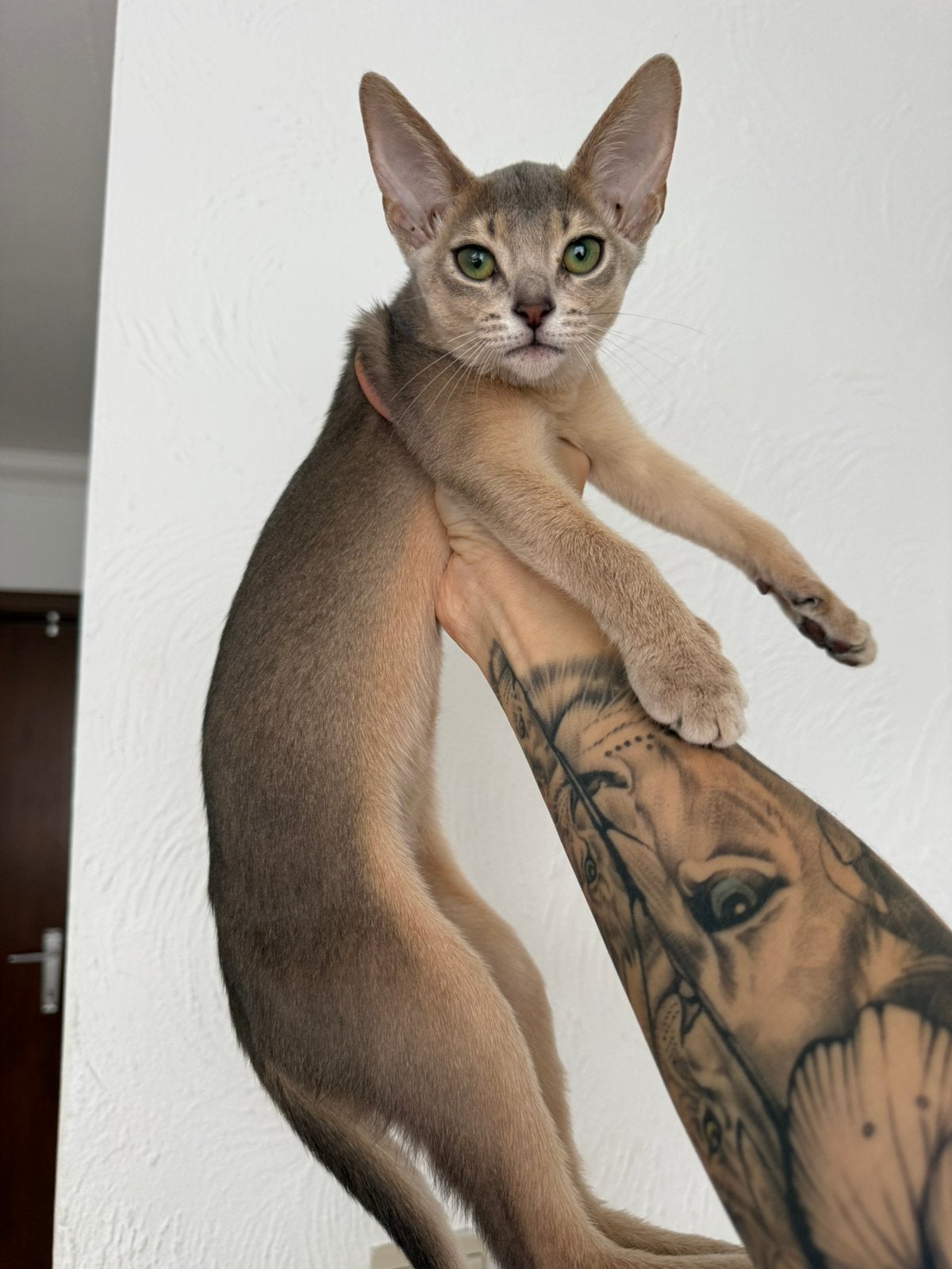 PRACHTIG ABESSIJNS KITTENS, Chatte ou Chat, Avec pedigree, 0 à 2 ans