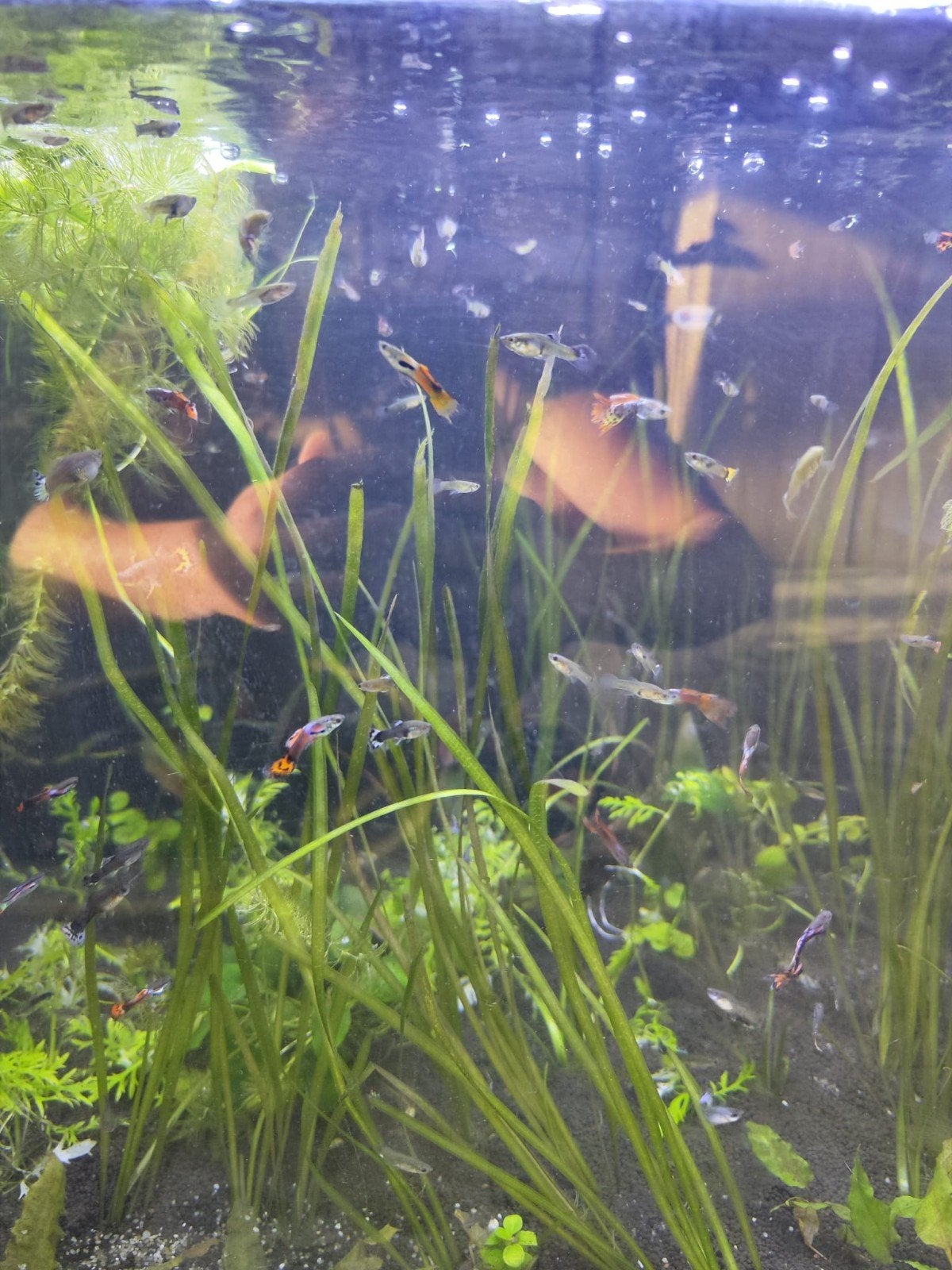 guppies!