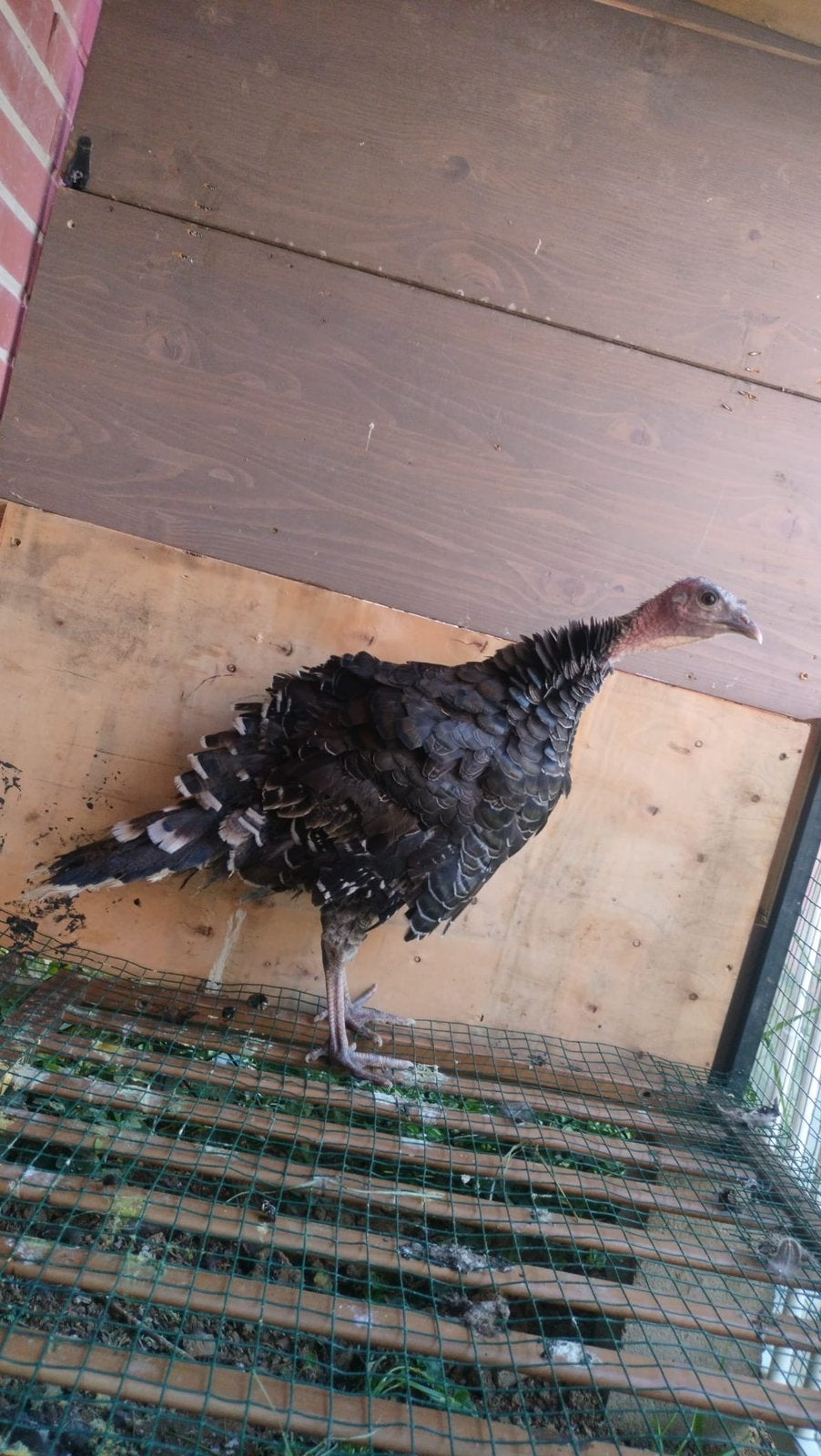 Kalkoen mannelijk, Dieren en Toebehoren, Mannelijk, Kalkoen