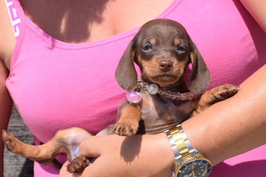 Chiots teckels de toutes les couleurs, Poils courts, Plusieurs, Nain, Belgique