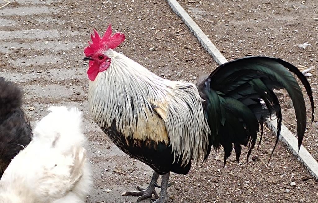 Hanen, Dieren en Toebehoren, Pluimvee