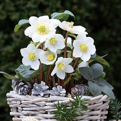 helleborus niger in pot  een 12  tal  in 2 literpot, Enlèvement