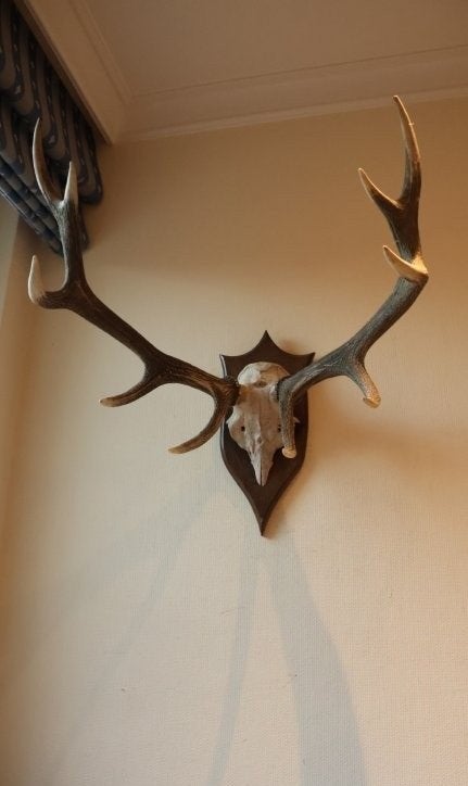 Taxidermie gewei hert 10-ender, Verzamelen, Ophalen, Gebruikt, Hert, Gewei of Kop