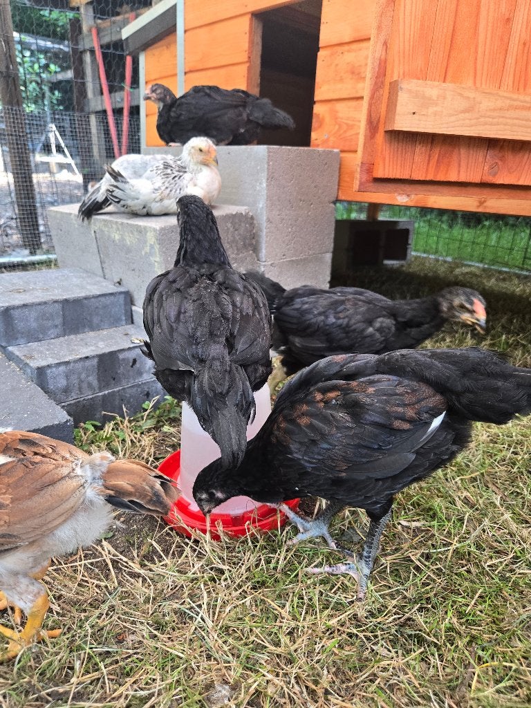Kuikens van Indio Gigante, Jersey Giant en Flamenco Gigante, Dieren en Toebehoren, Pluimvee, Kip, Geslacht onbekend