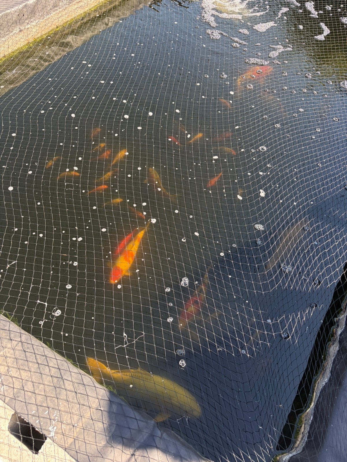 Nakweek japanse koi 8-10cm 40 stuks