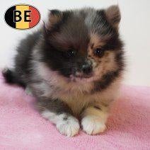 Kleine Keesjes, in de kleur zwart & merle - pups te koop, Dieren en Toebehoren, Honden | Poolhonden, Keeshonden en Oertypen, Parvo