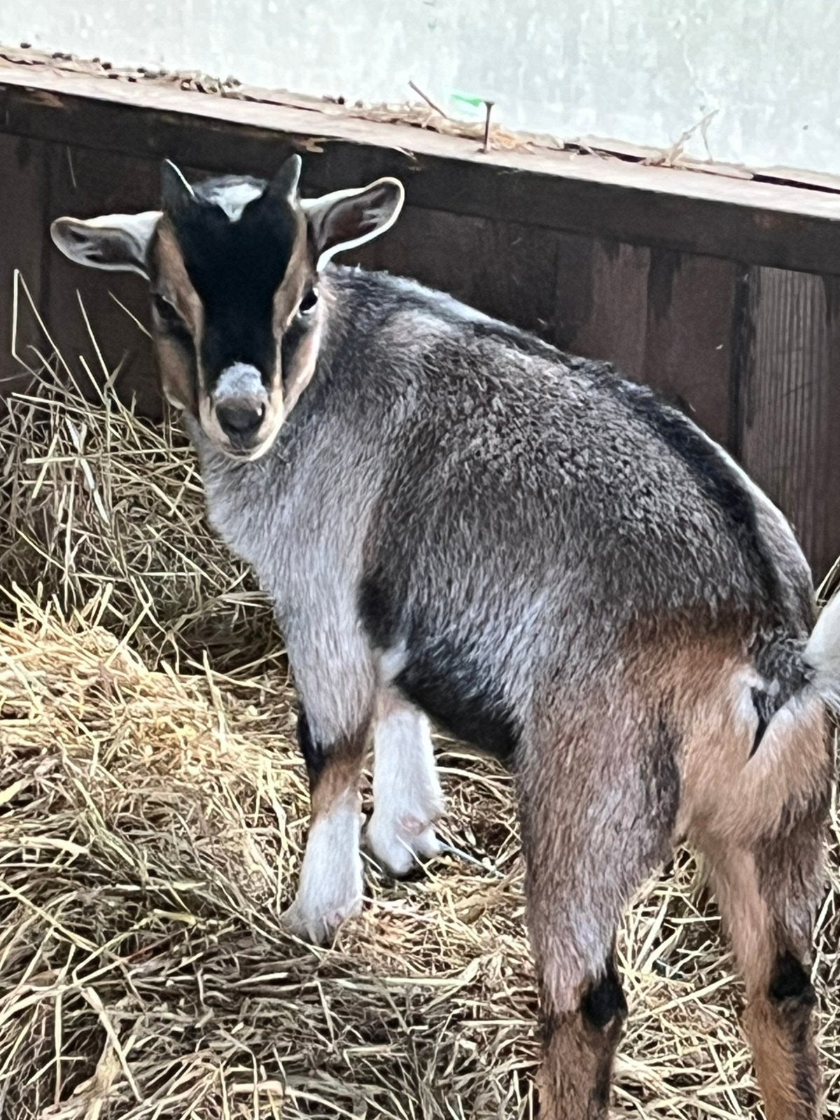 Dwerg geit bokjes, Dieren en Toebehoren, Geit