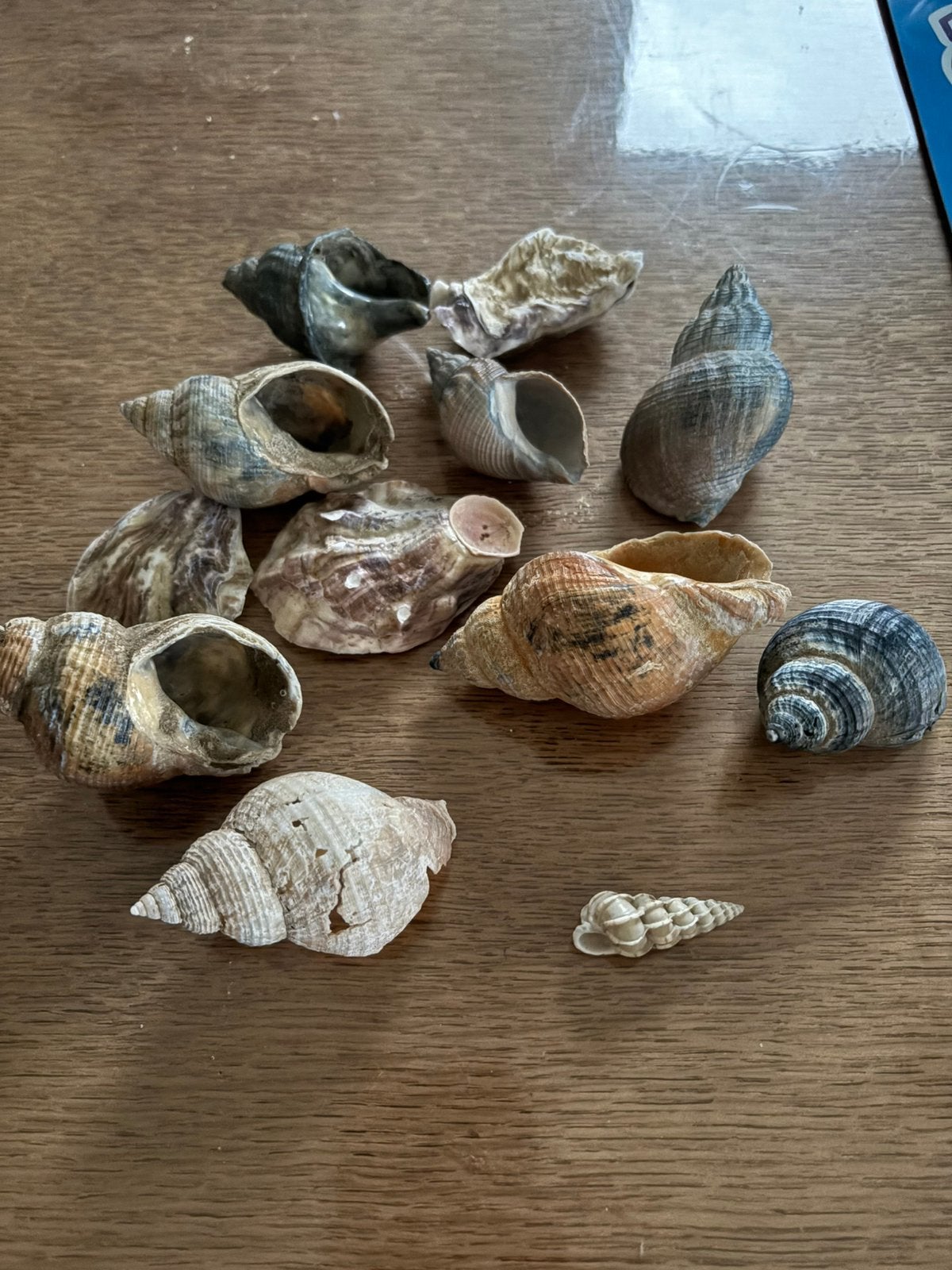 Schelpen, Ophalen, Schelp(en)