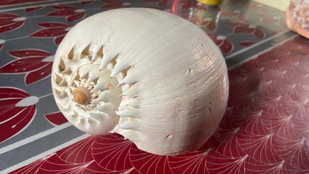 Coquillages, Enlèvement ou Envoi, Coquillage(s)