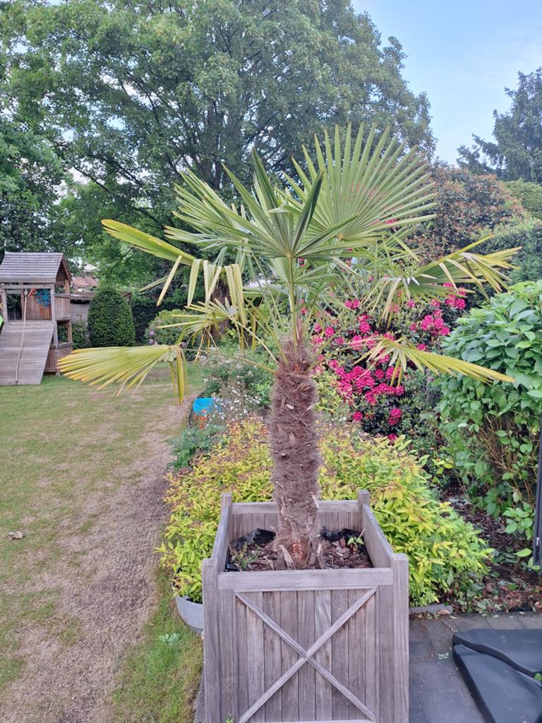 Palmboom 1.8m met sierpot, Tuin en Terras, Ophalen, Palmboom