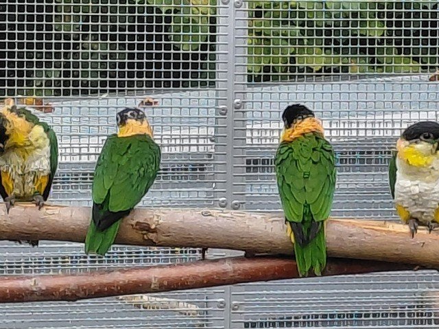 3-3 onverwante Zwartkop-caique-papegaaien en nog..., Dieren en Toebehoren, Meerdere dieren, Papegaai, Geringd
