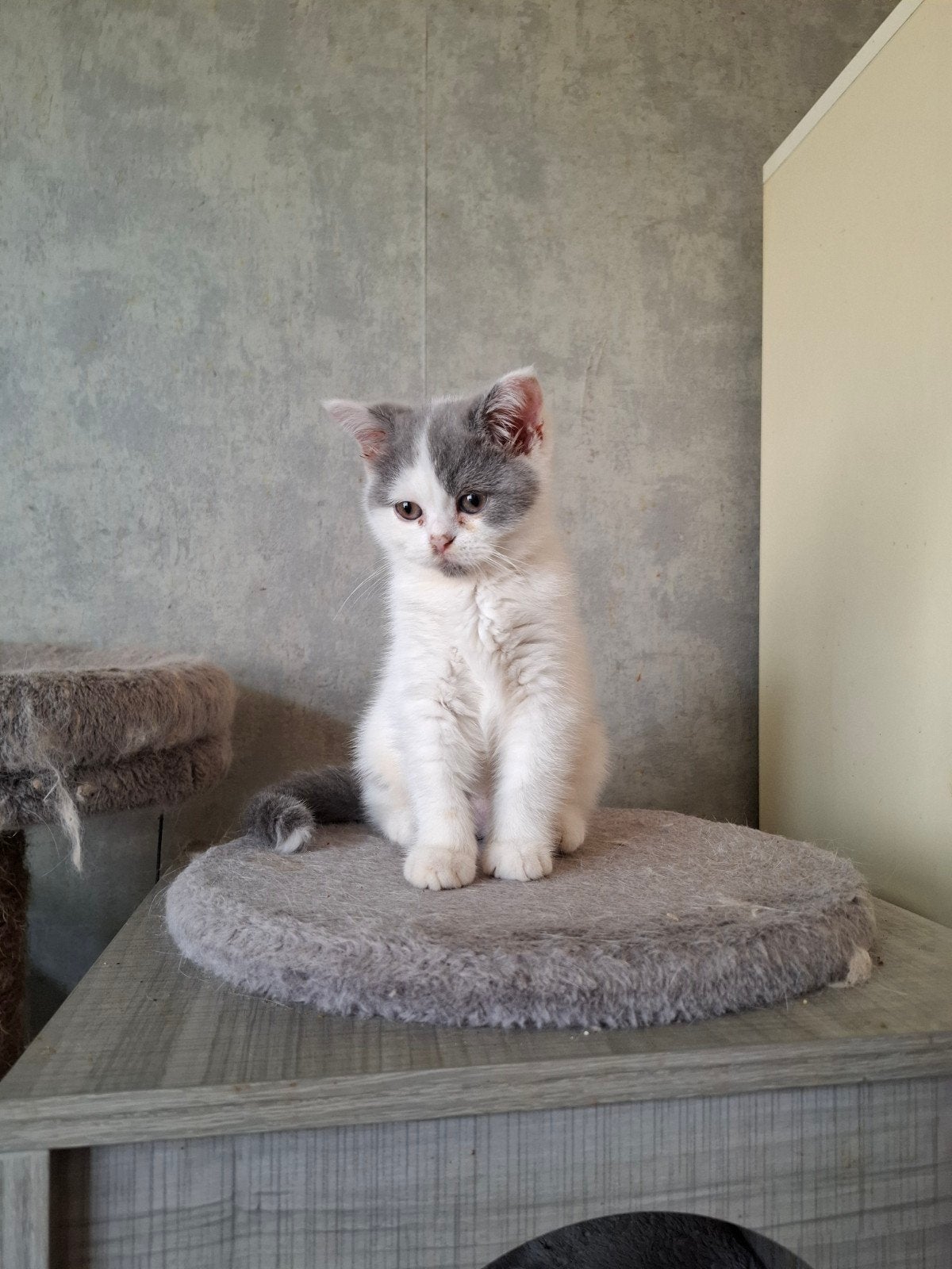 Brits korthaar kitten, Animaux & Accessoires, Chats & Chatons | Chats de race | Poil ras, Chatte ou Chat, 0 à 2 ans, Avec puce électronique