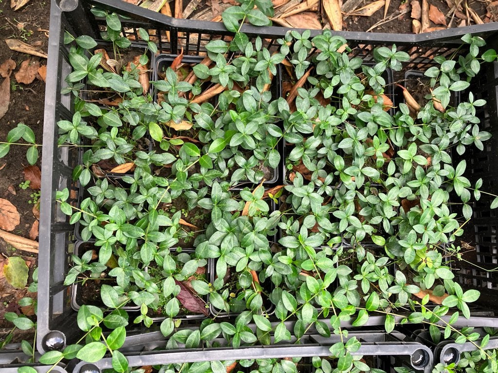 Vinca minor blauw, Ophalen, Bodembedekkers, Vaste plant, Halfschaduw