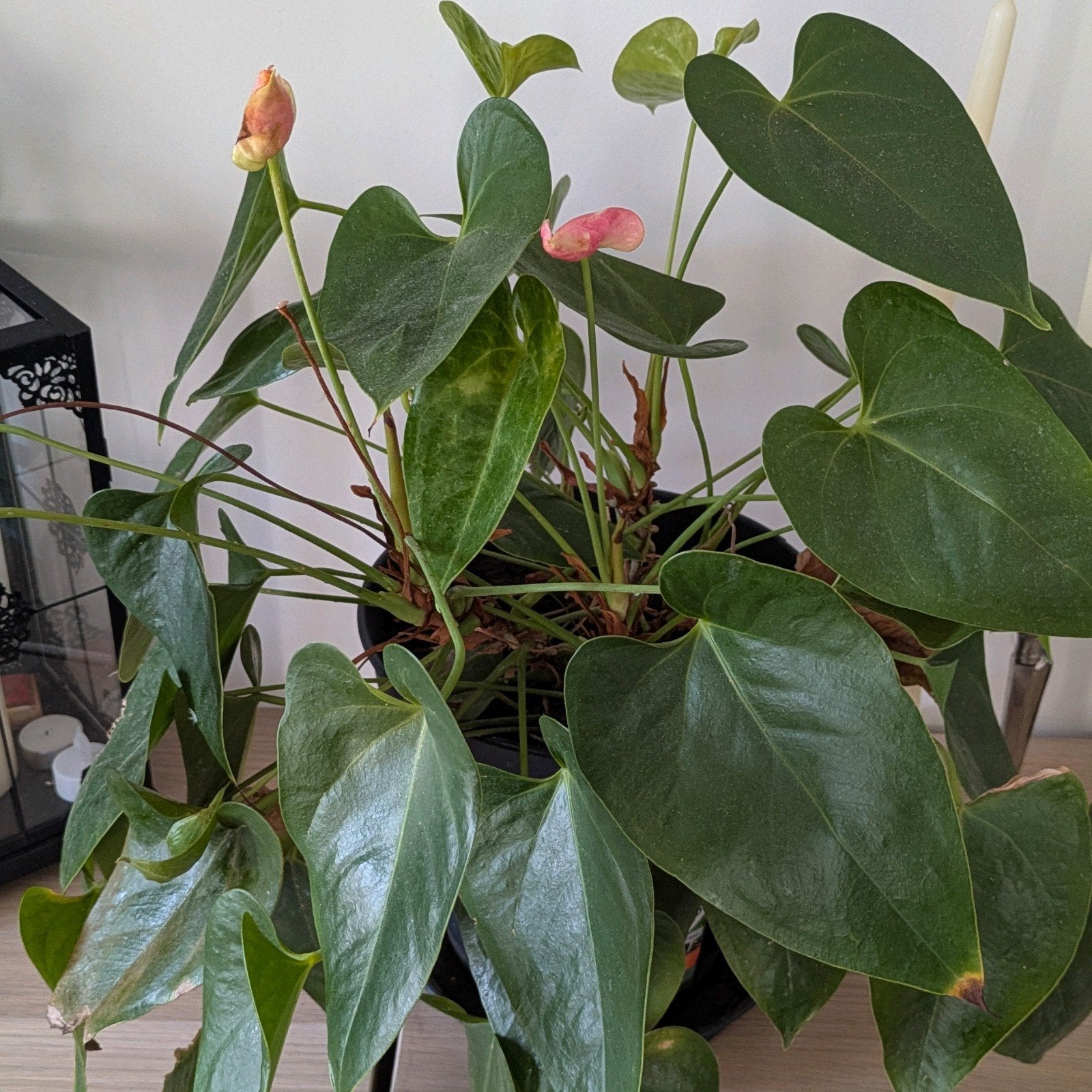 Anthurium - Tong van Vuur, Ophalen, Overige soorten, Halfschaduw, In pot