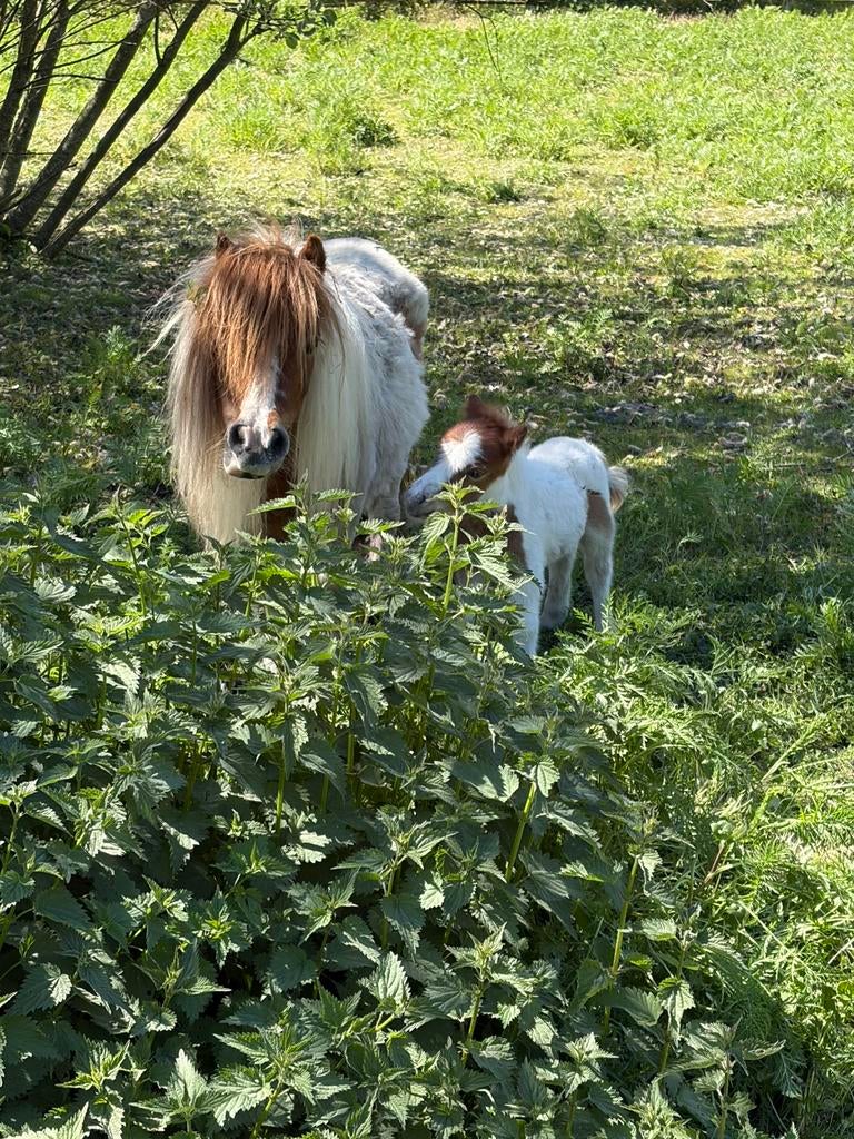Shetland veulen, Dieren en Toebehoren, Pony's, Hengst, Recreatiepony, Gechipt, 0 tot 2 jaar