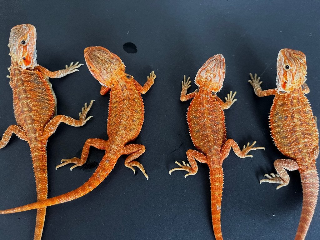 Pogona hypo trans corail intense, Lézard, 0 à 2 ans