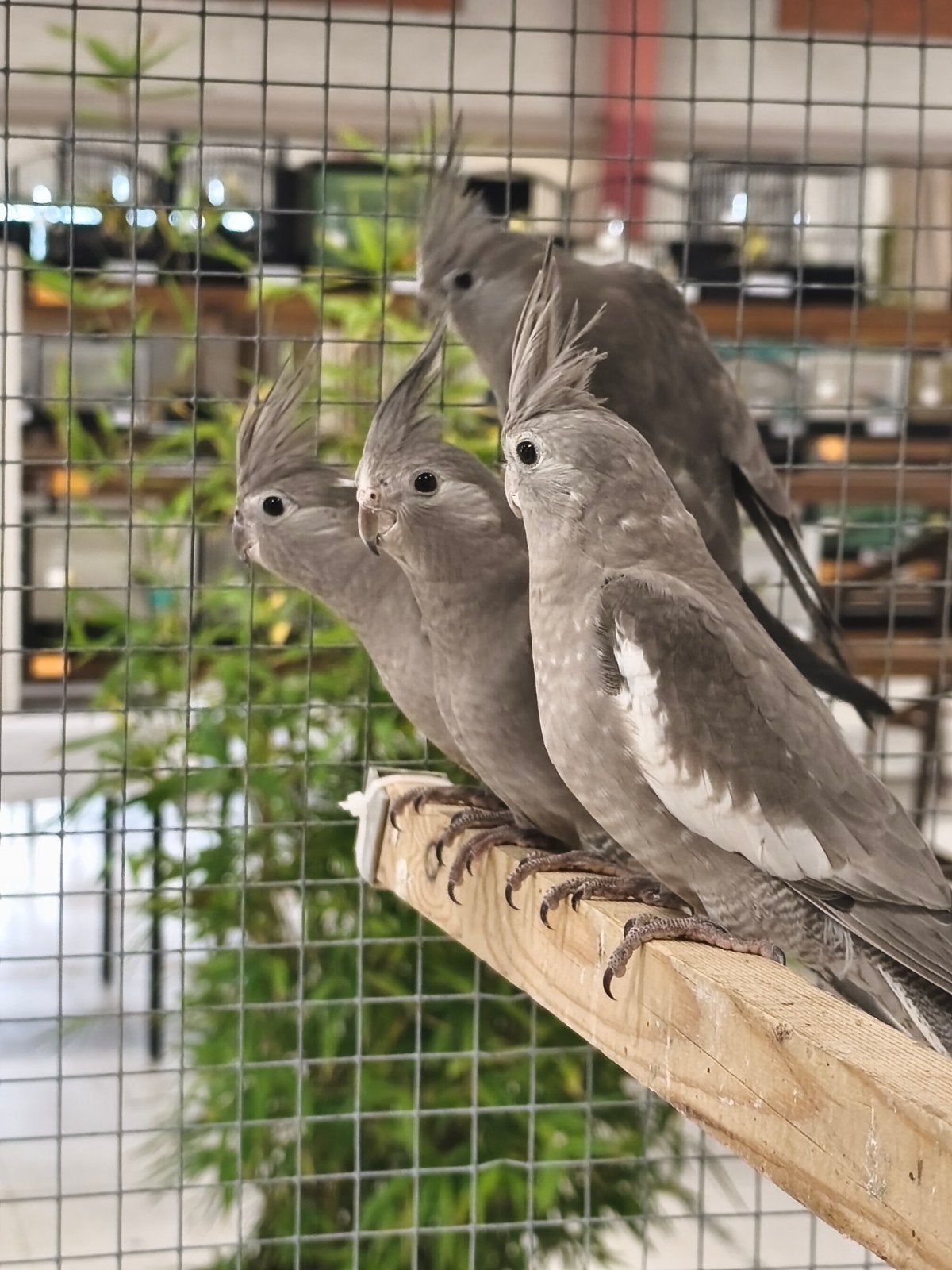 Valkparkieten witwang, Dieren en Toebehoren, Meerdere dieren, Parkiet