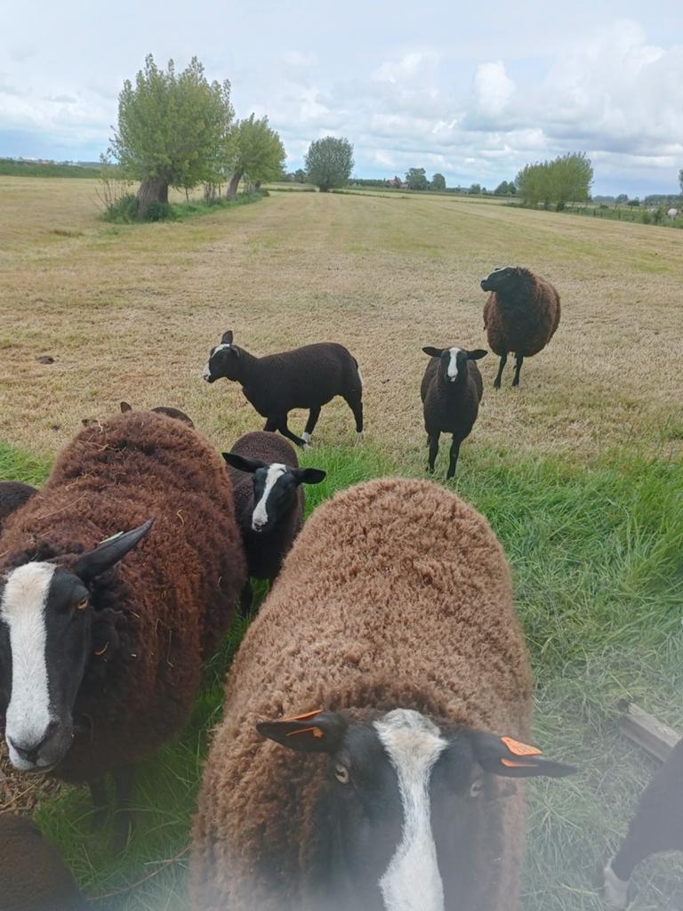 3 zwartbles lammeren te koop, Dieren en Toebehoren, Schapen, Geiten en Varkens, Schaap, 0 tot 2 jaar