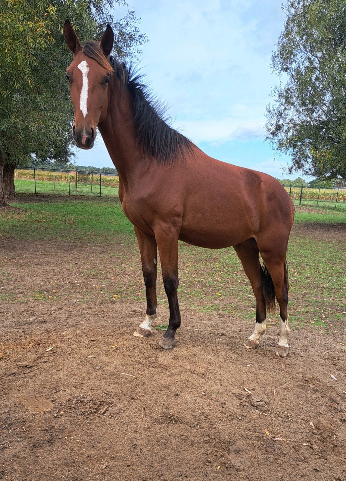 jaarling merrie, Merrie, Springpaard, Met stamboom, 0 tot 2 jaar