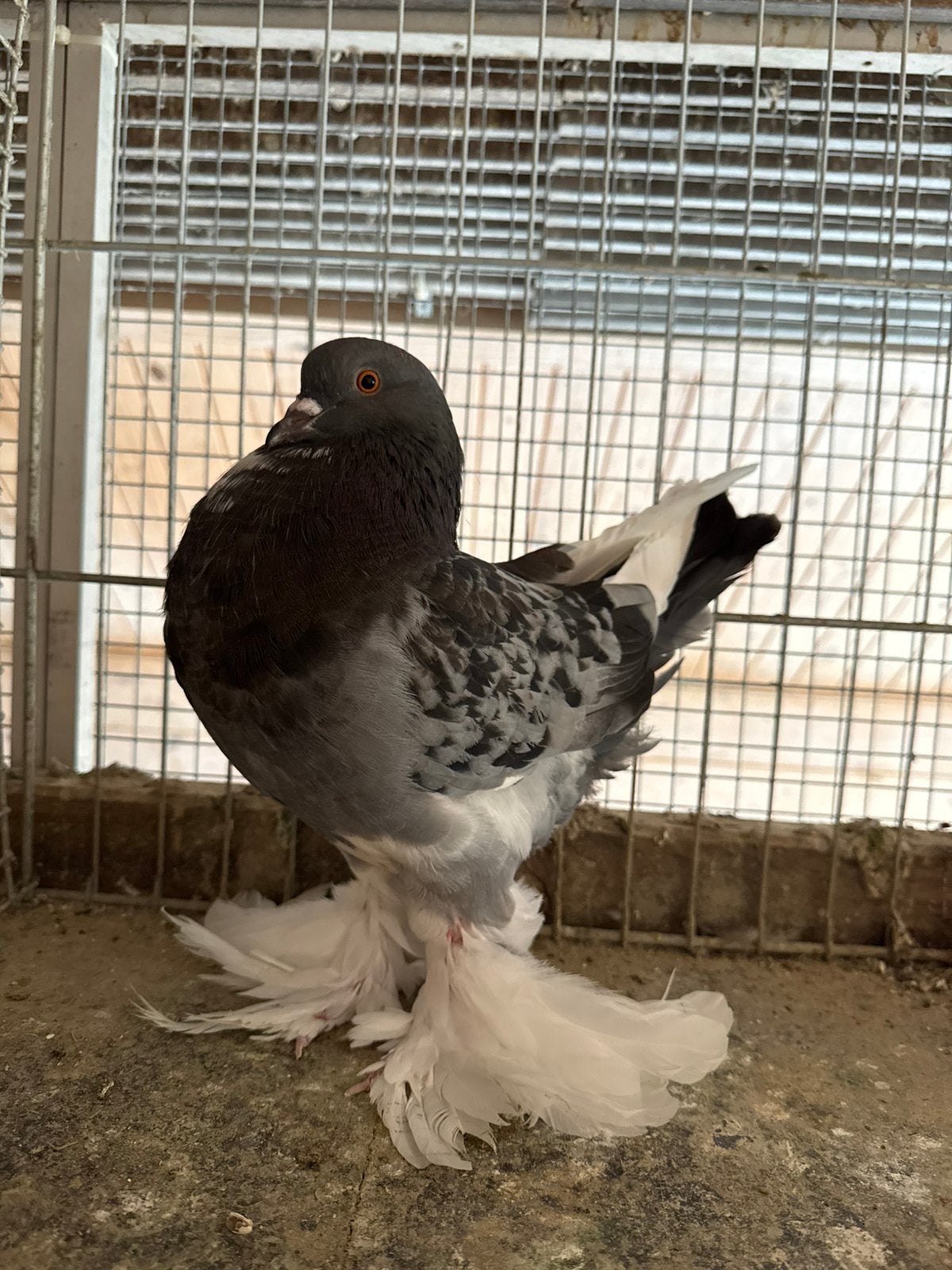 Gentse kropper bavet - blauwkras doffer, Dieren en Toebehoren, Mannelijk, Kropper