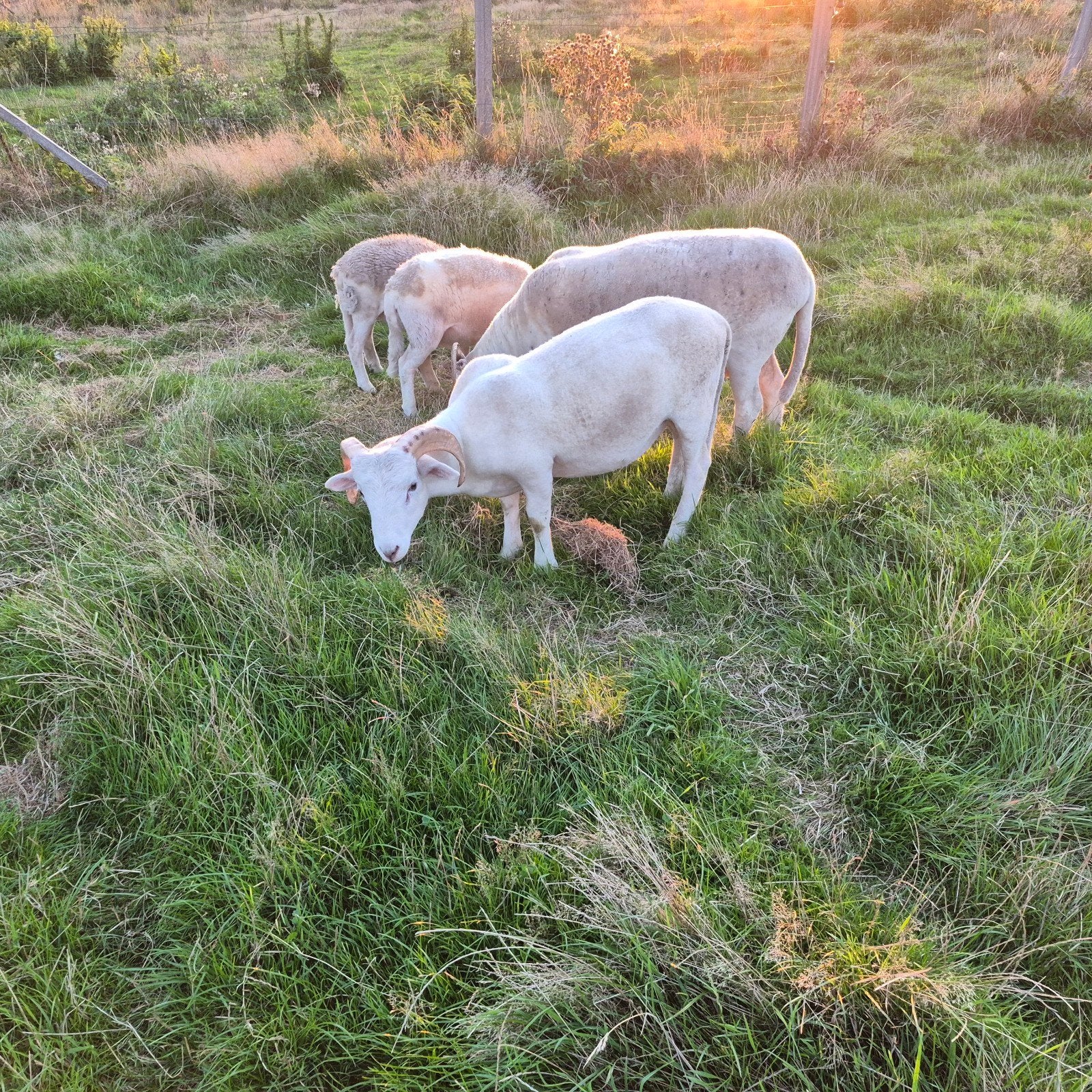 Wiltshire Horn, Animaux & Accessoires, Mâle, Mouton, 0 à 2 ans