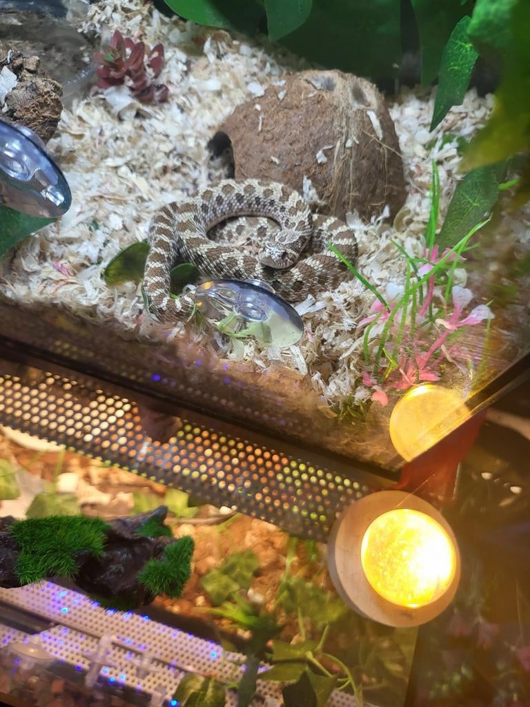 Haakneus, Dieren en Toebehoren, Reptielen en Amfibieën