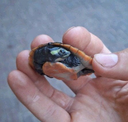 Rode waterschildpadjes babys, Animaux & Accessoires, Reptiles & Amphibiens, Tortue