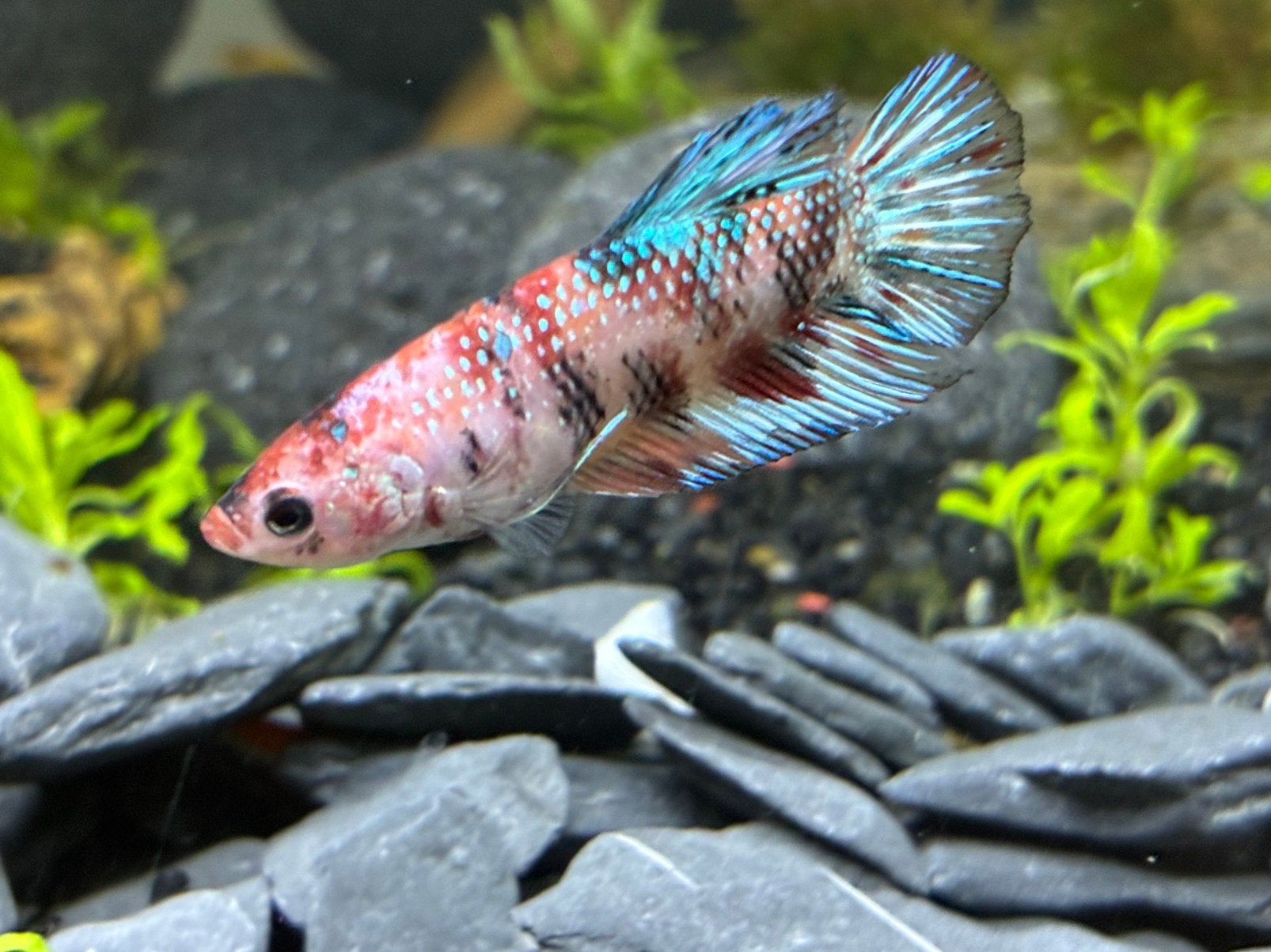Betta koi vrouwtjes, Poisson, Poisson d'eau douce