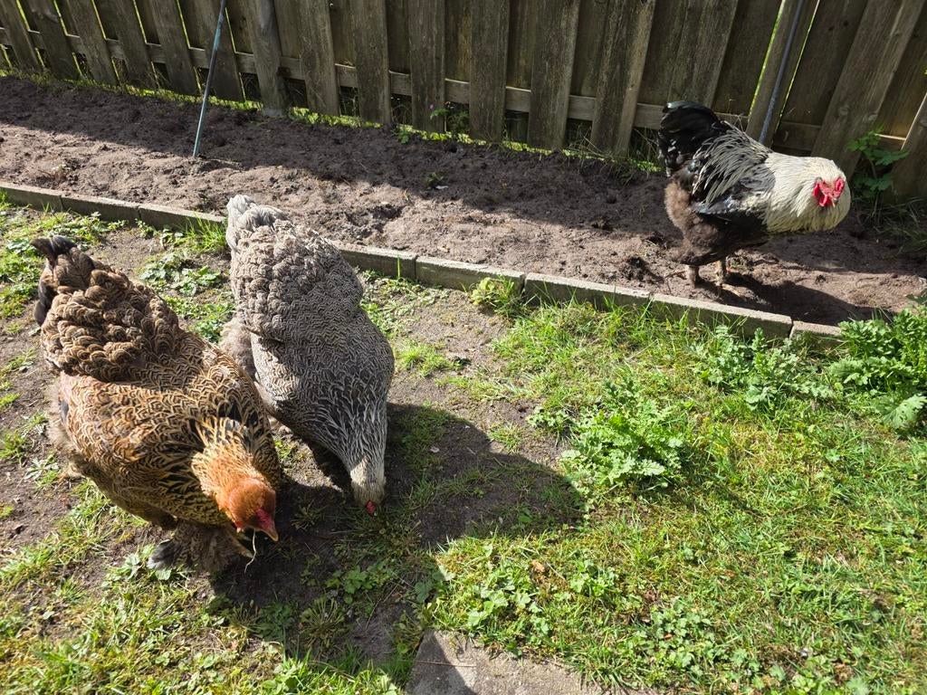 2 Brahma zilverpatrijs en goudpatrijs hennen een haan., Dieren en Toebehoren, Pluimvee