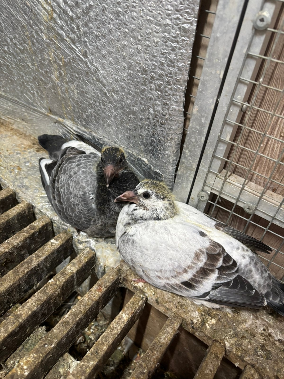 Schimmel x Meeuw jonge reisduiven te reserveren