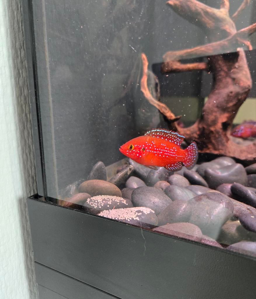 Hemichromis lifalili "Blood Red Jewel" 3tot5 cm!