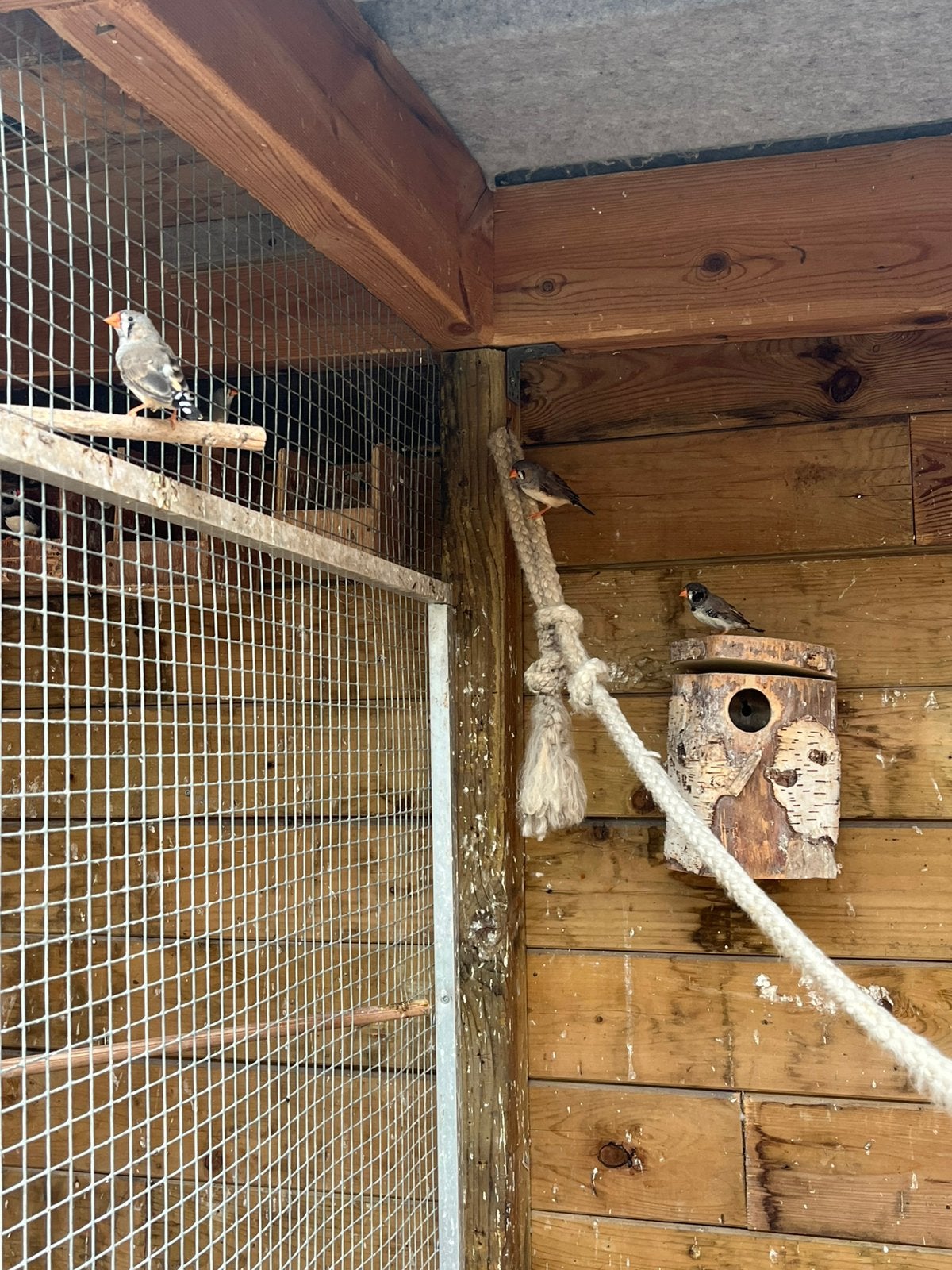 5 jonge zebravinken, Dieren en Toebehoren, Vogels | Overige Vogels