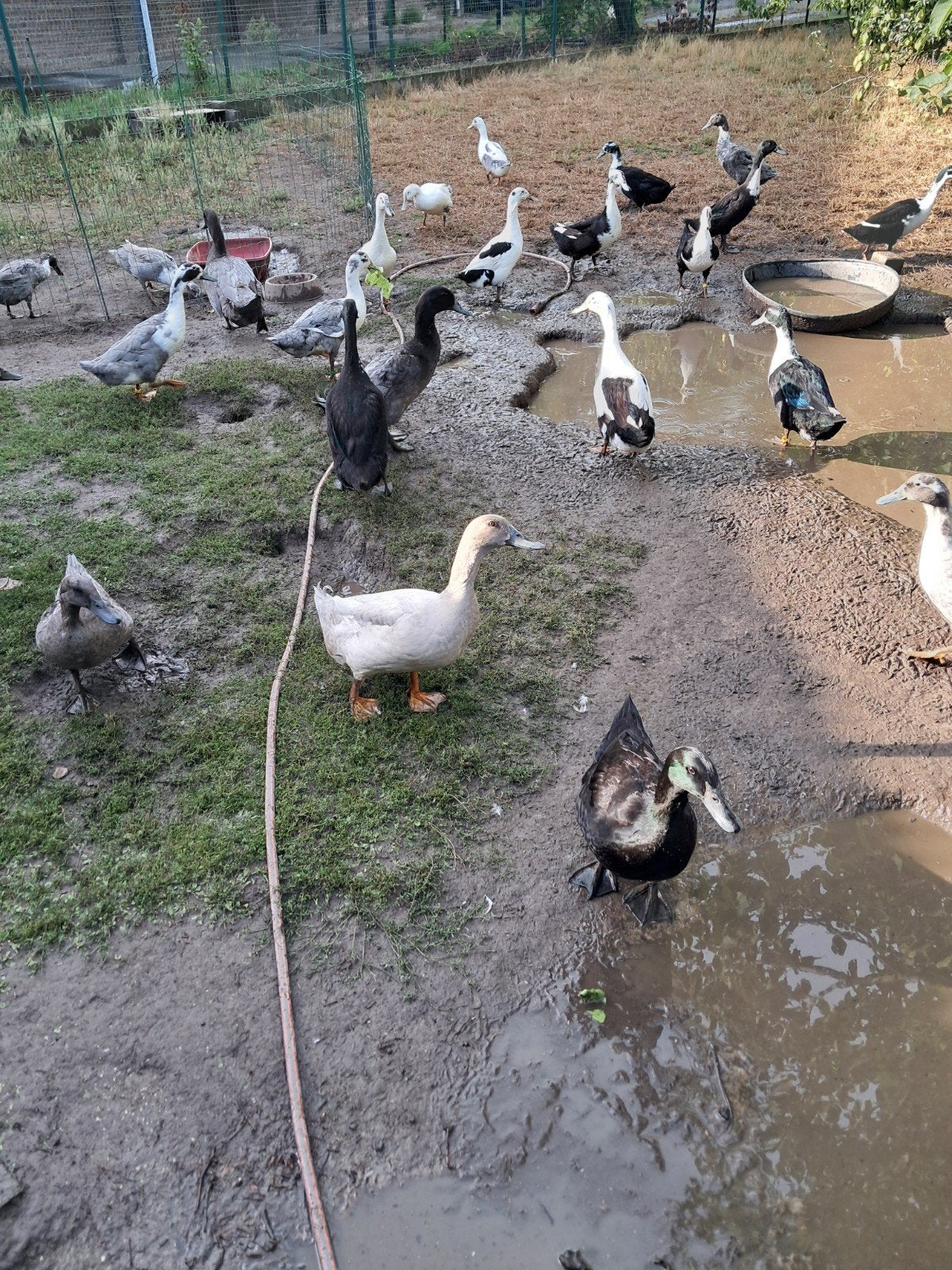 Huttegemse eenden, Dieren en Toebehoren
