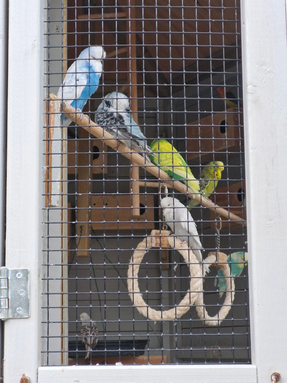 Engelse grasparkieten gezocht, Dieren en Toebehoren, Vogels | Parkieten en Papegaaien