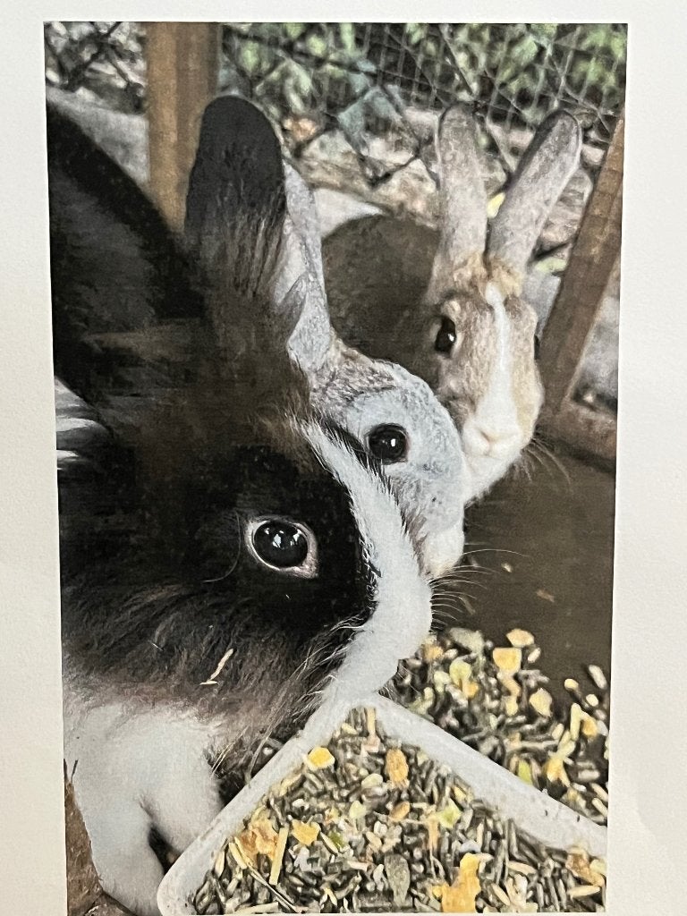 Rammelaar konijn, Dieren en Toebehoren, Konijnen, Mannelijk, Klein, 0 tot 2 jaar