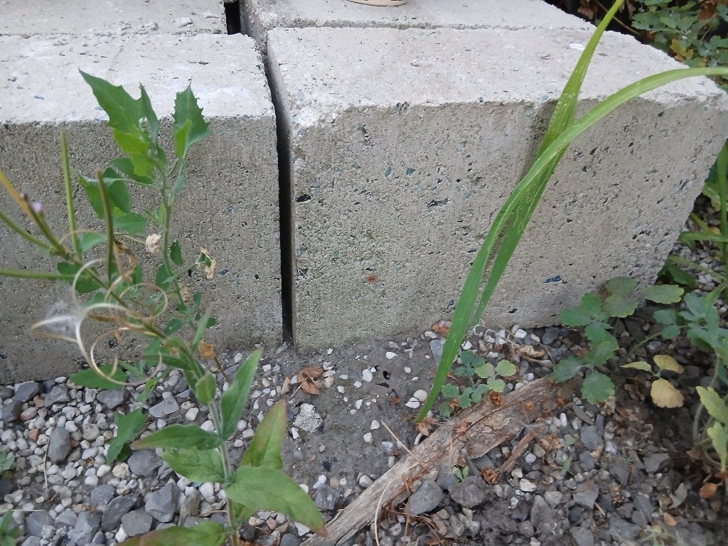 Betonblok vol, Bricolage & Construction, Briques, Enlèvement, Neuf, Béton