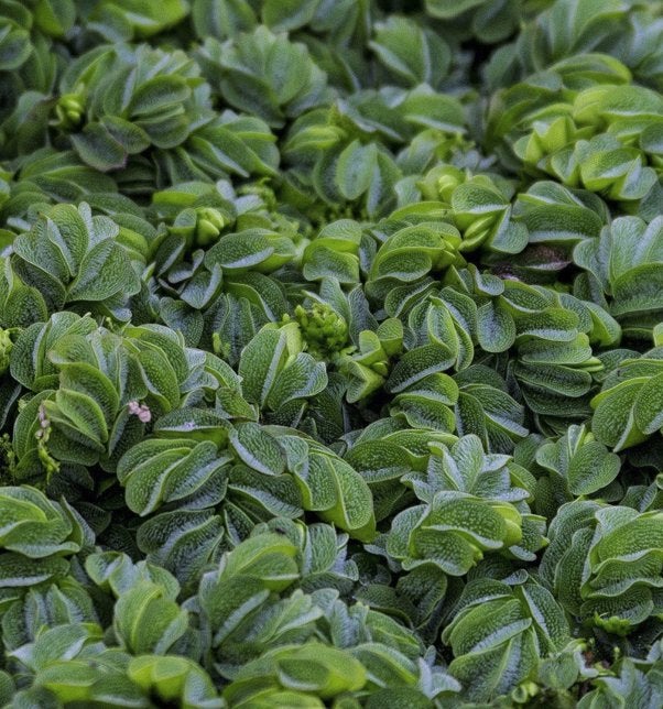 Waterplant Salvinia minima - Drijfplant, Ophalen