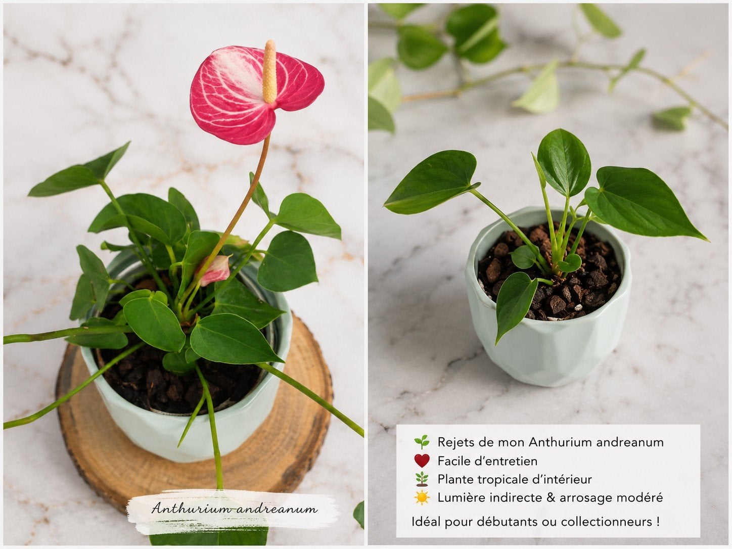 Anthurium andraeanum — Gewortelde uitlopers, Huis en Inrichting, Kamerplanten