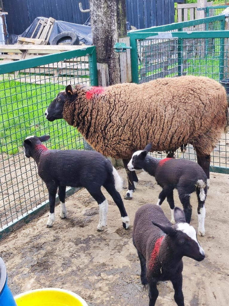 Te koop: Meerdere zwartbles Ooien, ramlammen & ooilammen, Meerdere dieren, Schaap, 0 tot 2 jaar