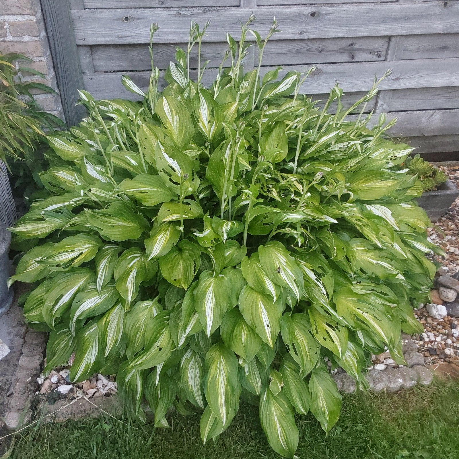 Zeer grote hosta,breedte 1m20, Ophalen