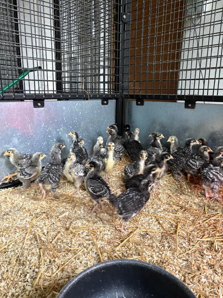 Mechelse koekoek kuikens, Dieren en Toebehoren, Pluimvee